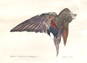 Gadwall Drake