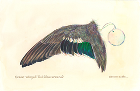 Green Winged Teal