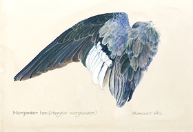 Merganser Hen