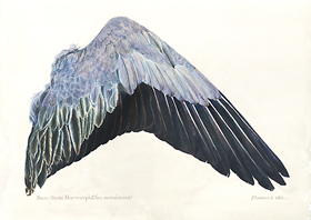 Snow Goose Blue Morph
