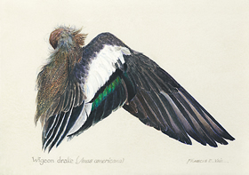 Wigeon Drake