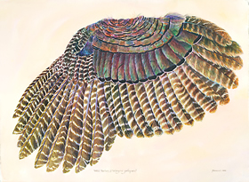 Wild Turkey