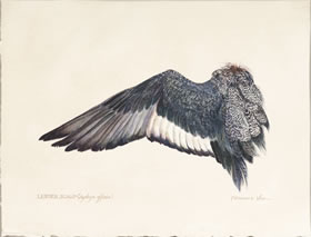 Lesser Scaup