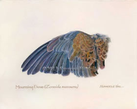 Morning Dove